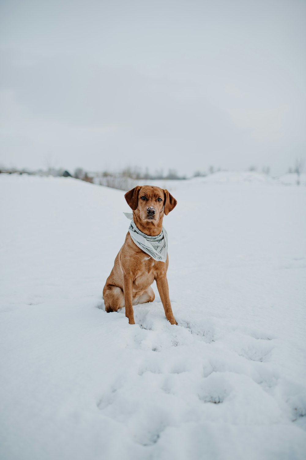 brown short coated dog sitting on snow covered ground during daytime