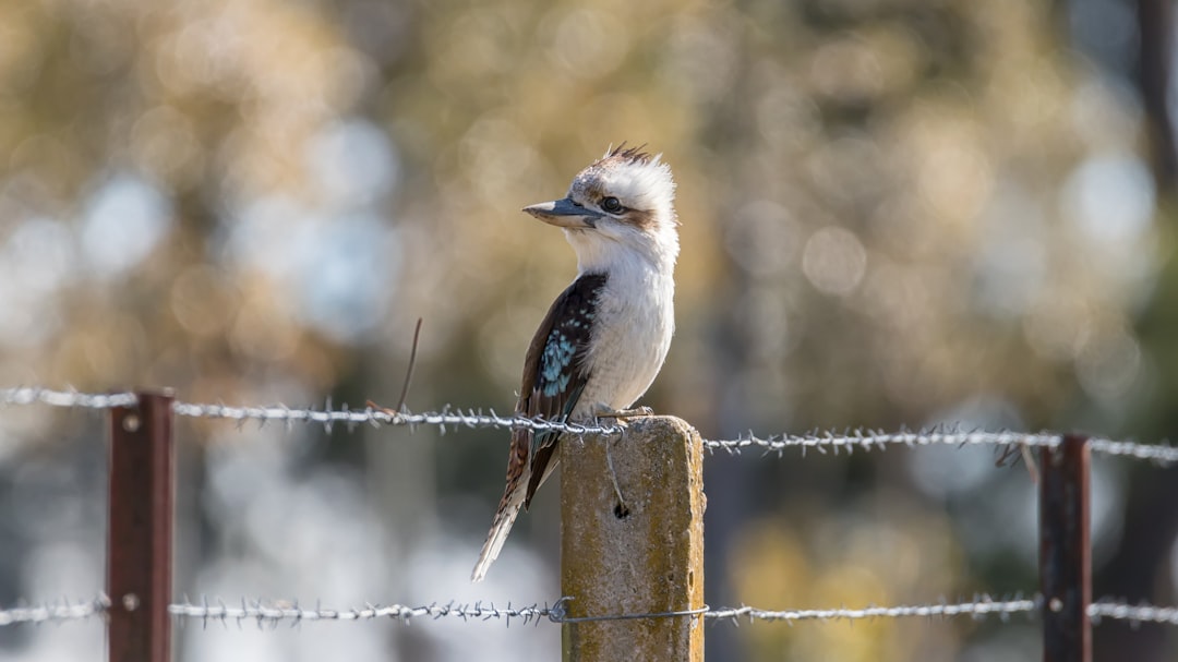 Wildlife photo spot Murrumbateman NSW NSW