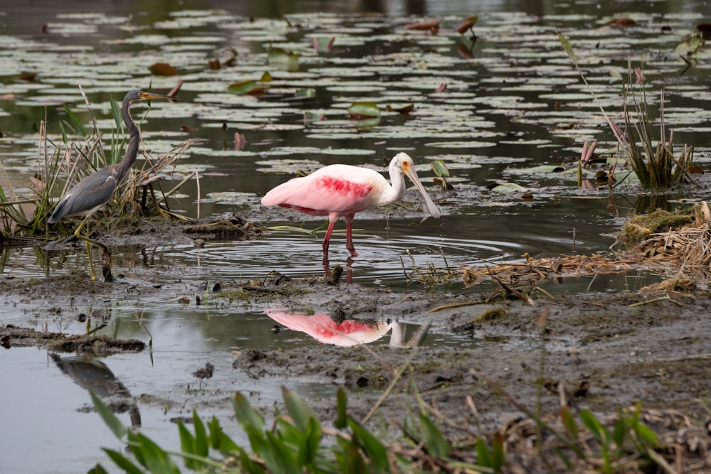 pink and white bird on water