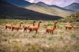 brown deer on green grass field during daytime