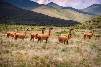 brown deer on green grass field during daytime
