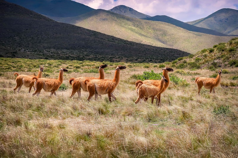 South America’s Best-Kept Secrets: Ecuador’s Cloud Forests and Urug… — Discover the World’s Most Underrated Travel