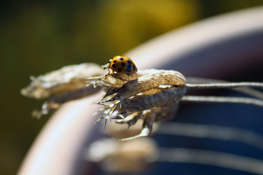 brown and black ladybug on brown wooden stick in close up photography during daytime