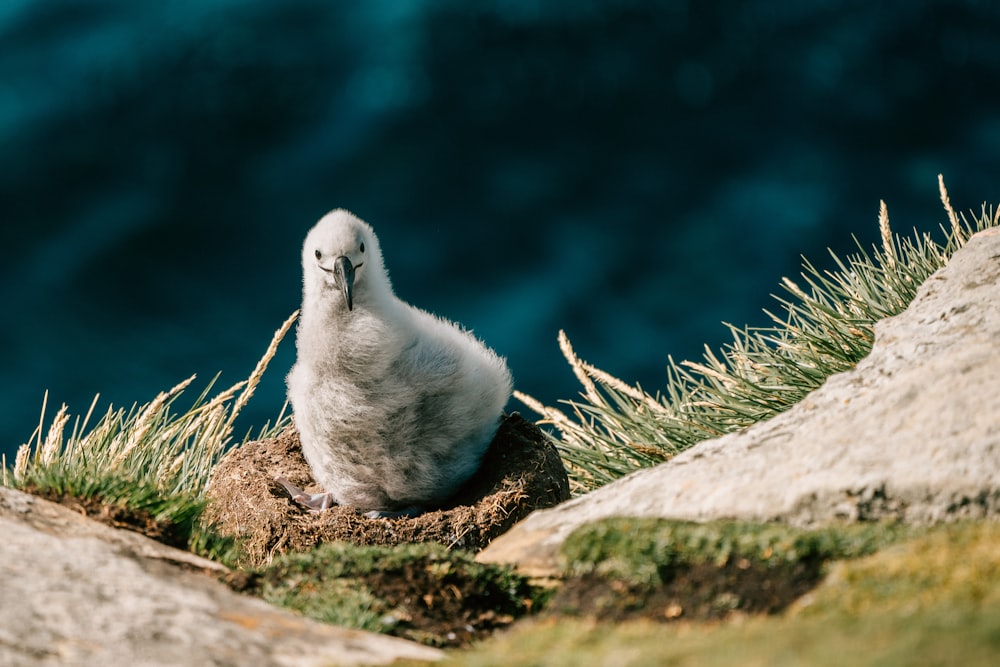 white bird on gray rock