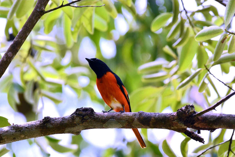낮 동안 나뭇가지에 검은 색과 주황색 새
