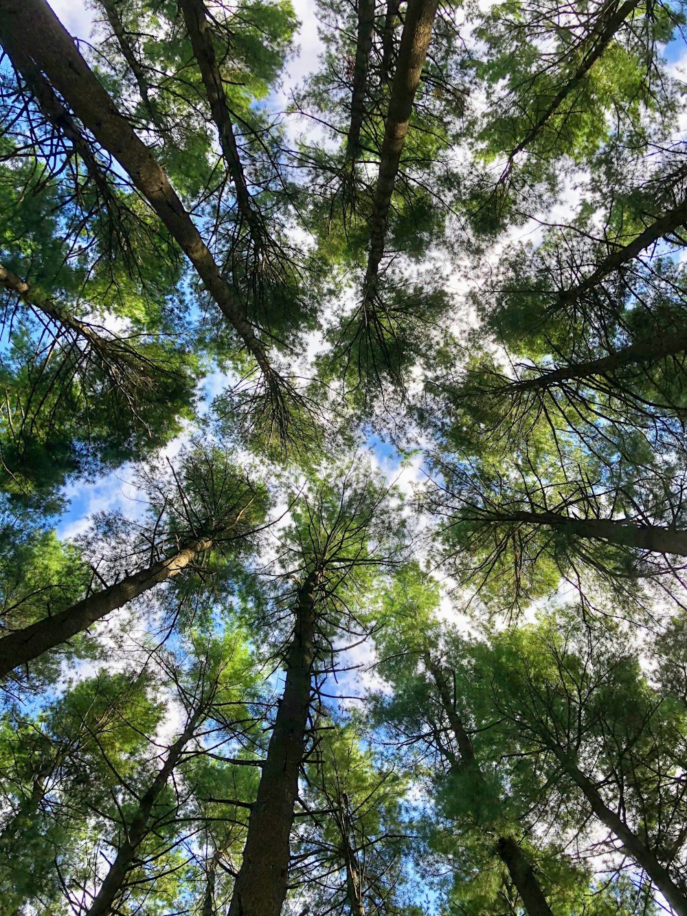 low angle photography of green trees during daytime