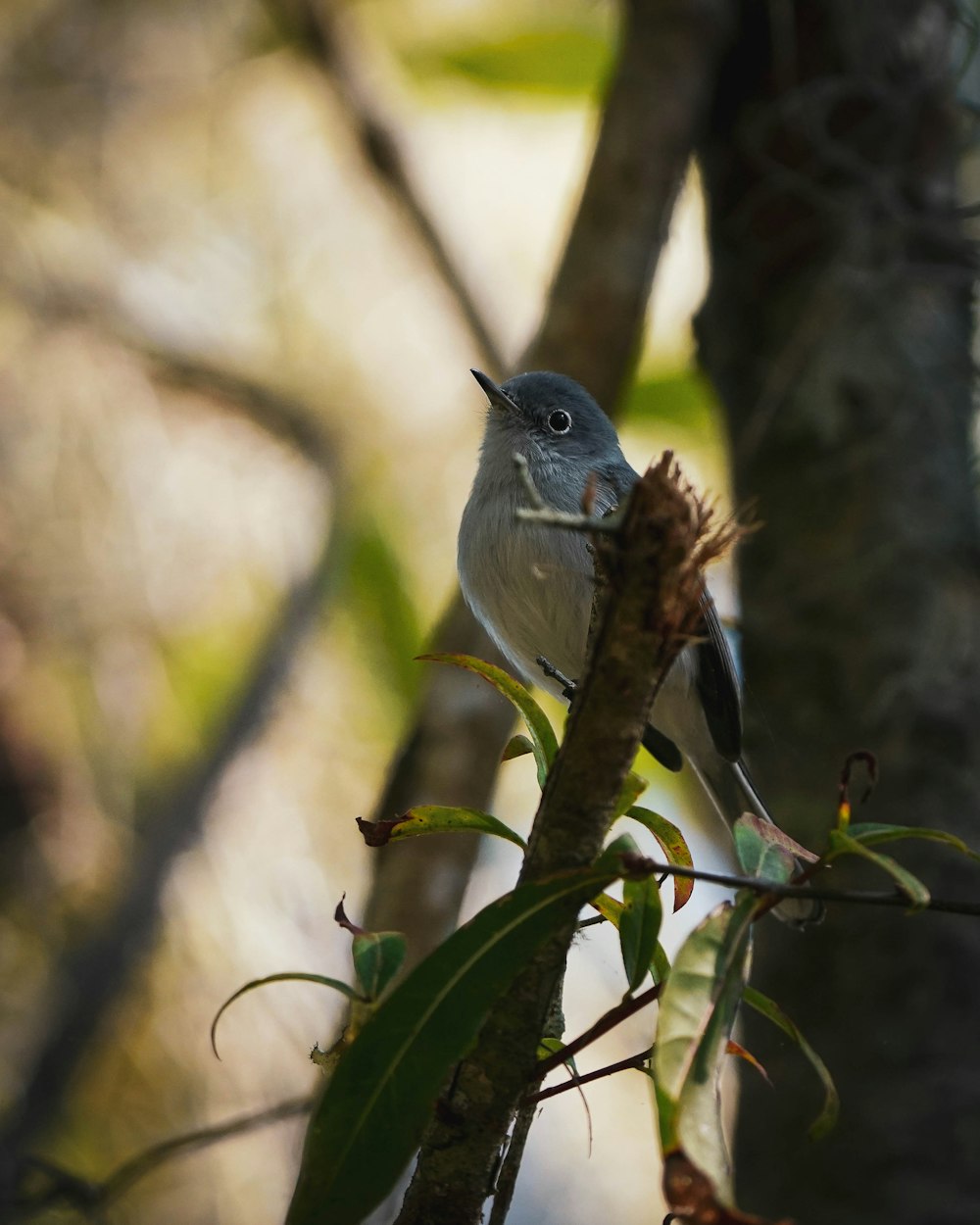 gray and white bird on green tree branch