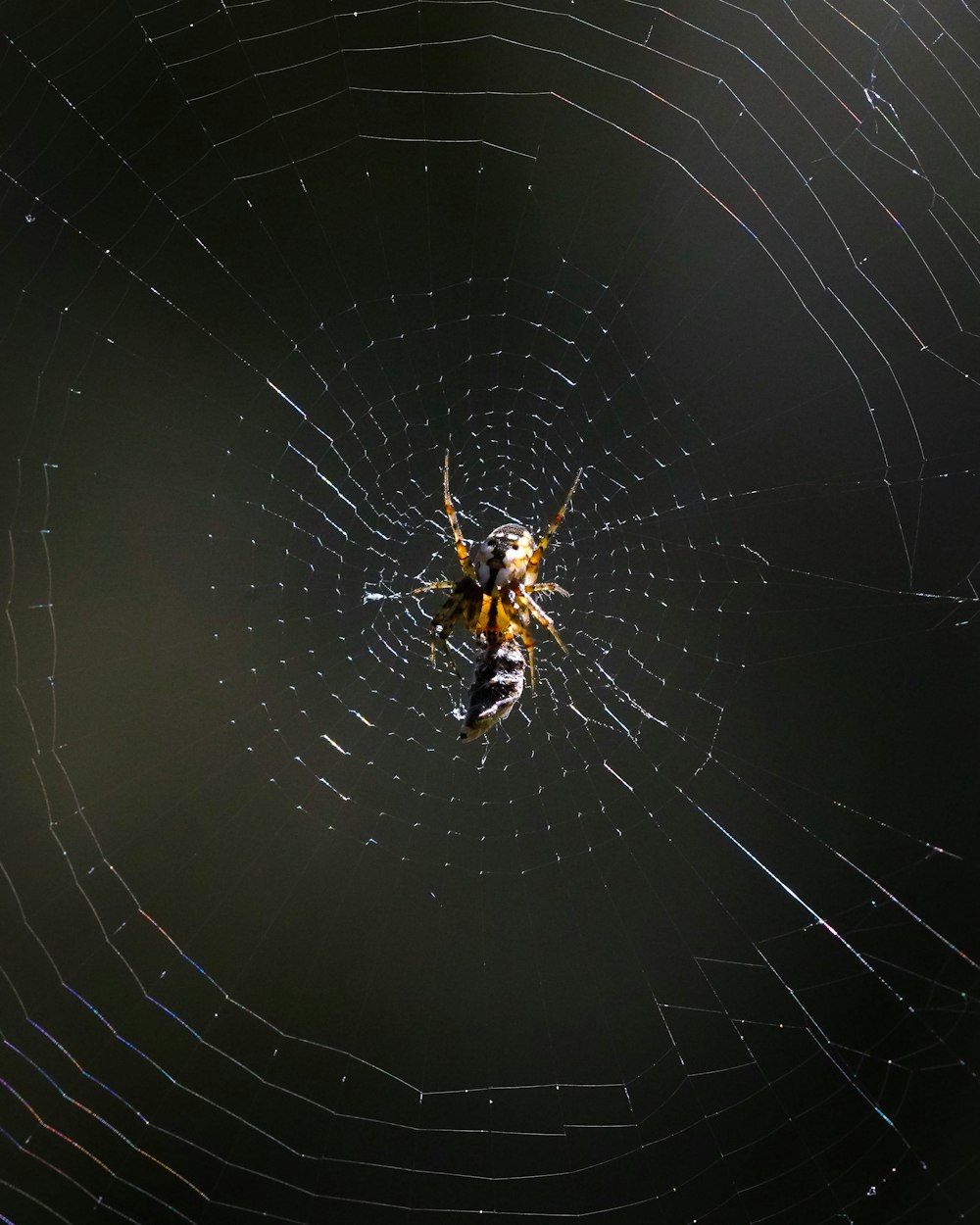 yellow and black spider on web in close up photography