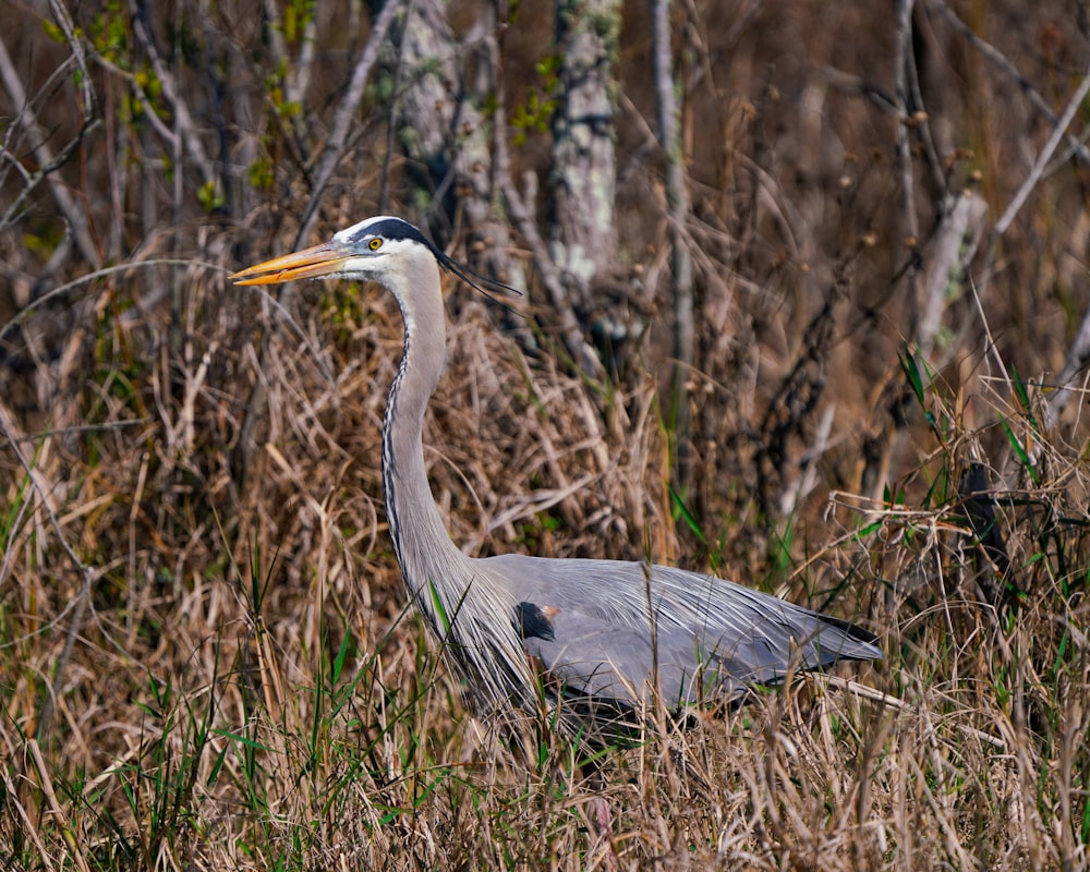 grey bird on brown grass during daytime