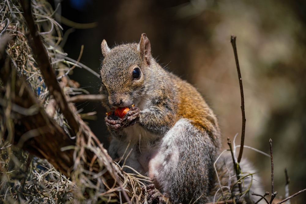 brown squirrel on brown tree branch during daytime