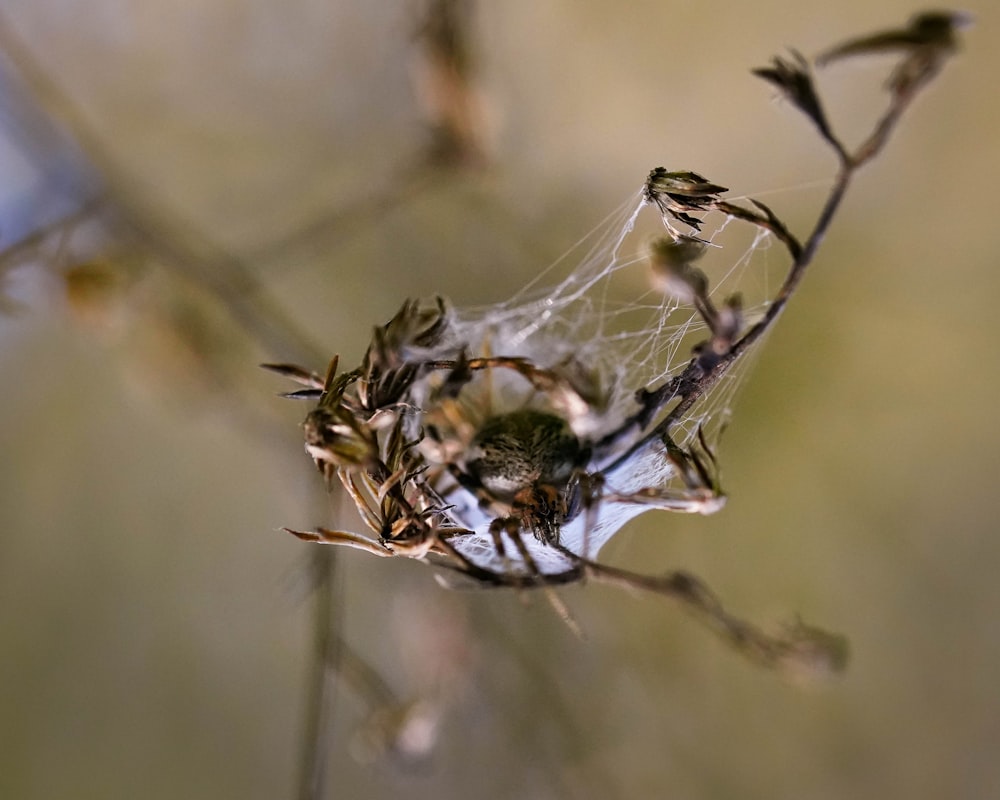 white dandelion in close up photography