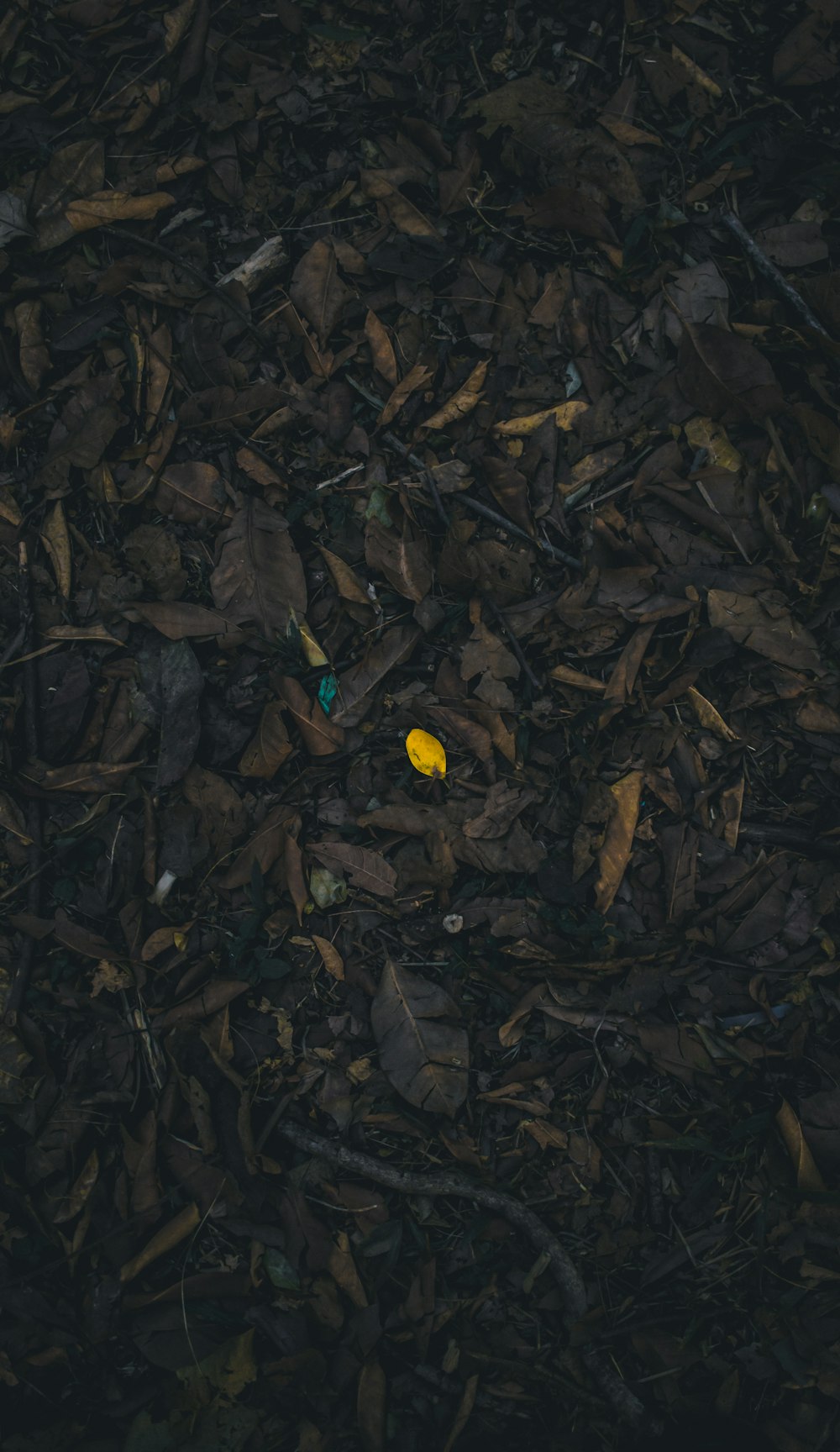 yellow round ornament on brown dried leaves