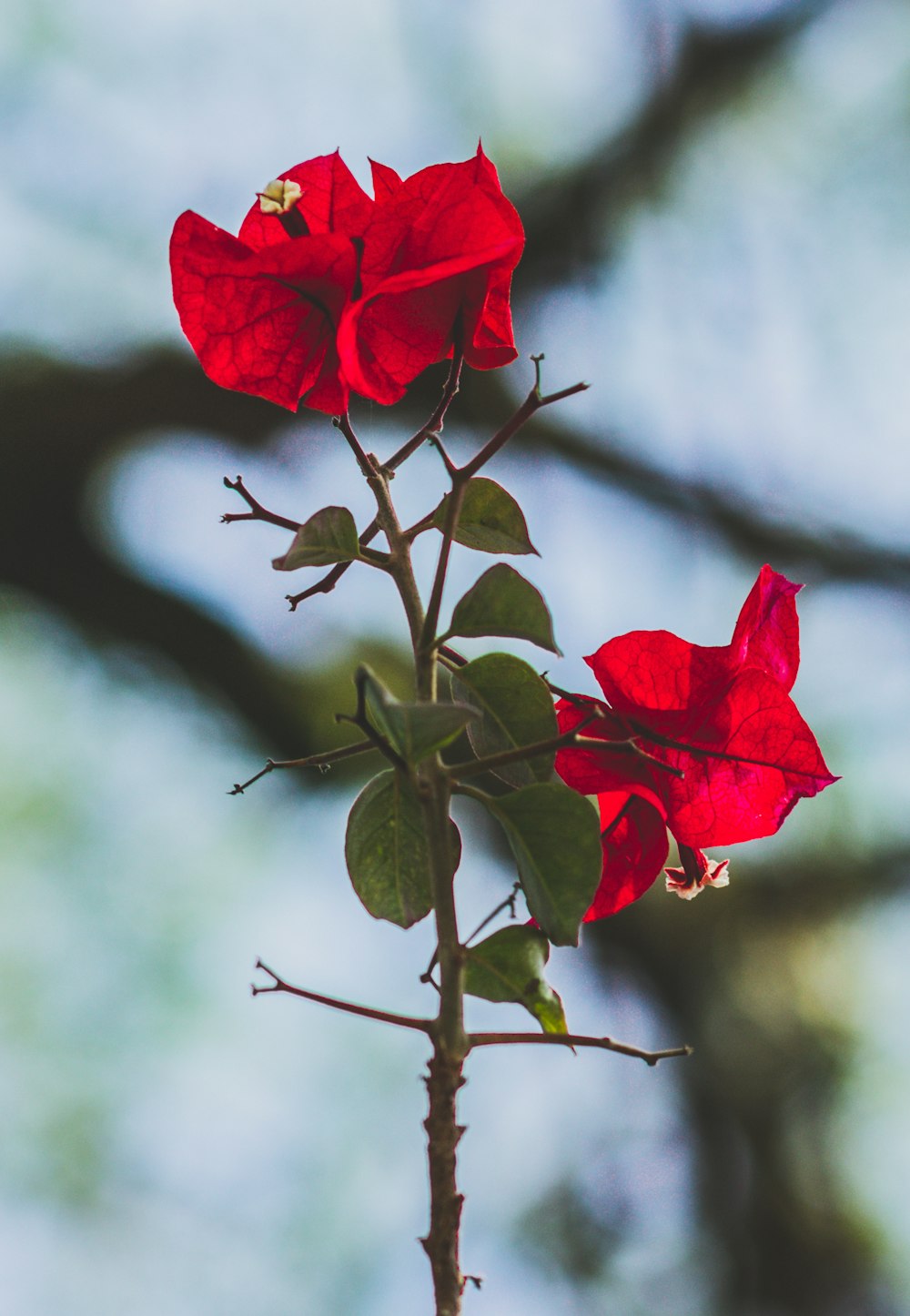 Foto rosa vermelha em flor durante o dia – Imagem de Folha grátis no  Unsplash