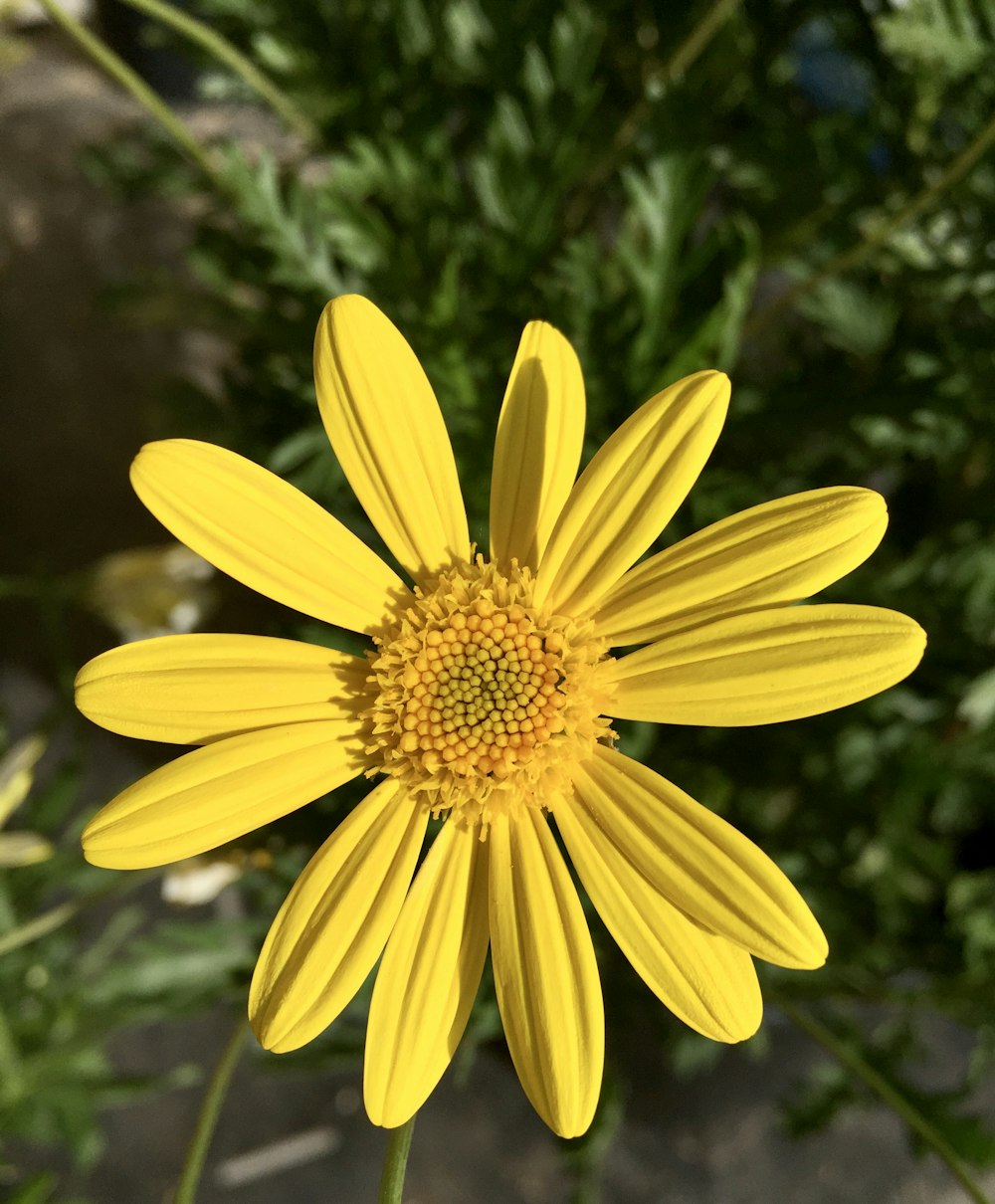 yellow flower with green leaves