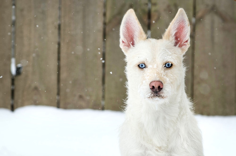 white long coat small dog on snow covered ground during daytime