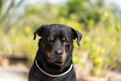 A Rottweiler dog with a shiny black coat and brown markings sits outdoors. Its expression is calm and gentle, with a silver chain collar around its neck. The background features soft-focus greenery and hints of sunlight.