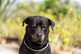 A Rottweiler dog with a shiny black coat and brown markings sits outdoors. Its expression is calm and gentle, with a silver chain collar around its neck. The background features soft-focus greenery and hints of sunlight.