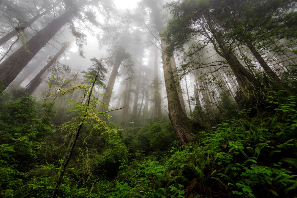 green plants and trees during foggy day