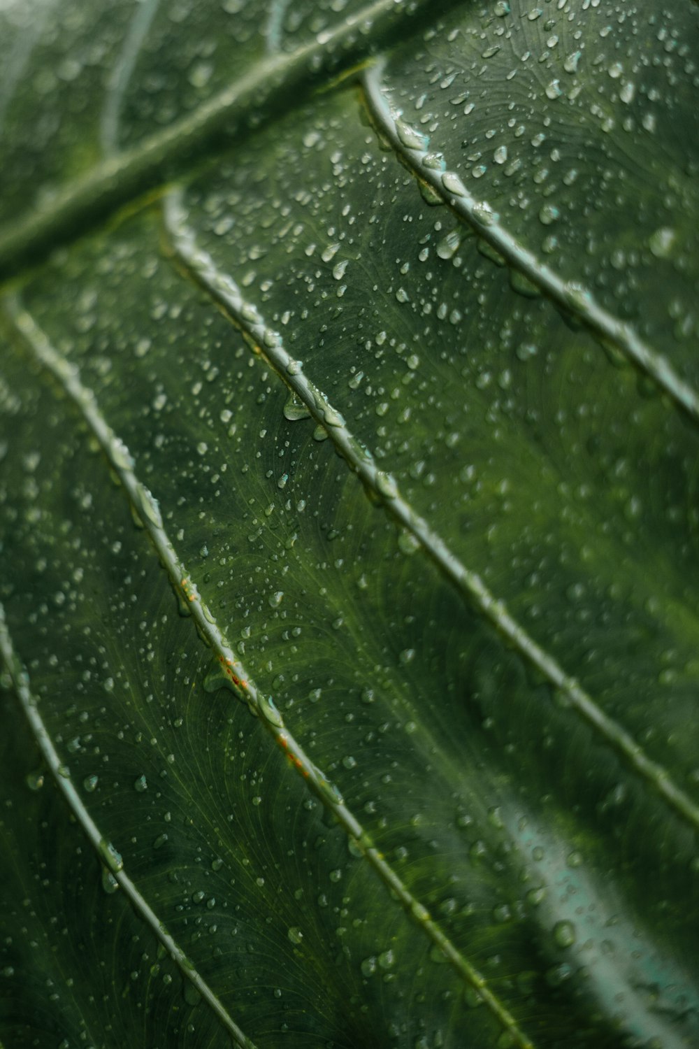 gotas de agua en la hoja verde