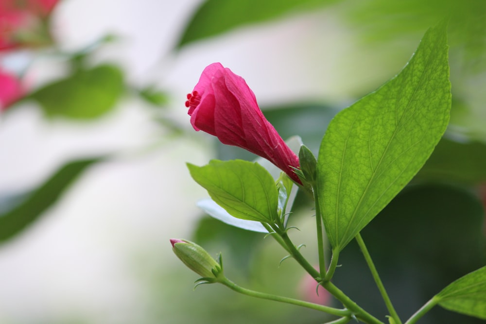 rosa rossa in fiore durante il giorno