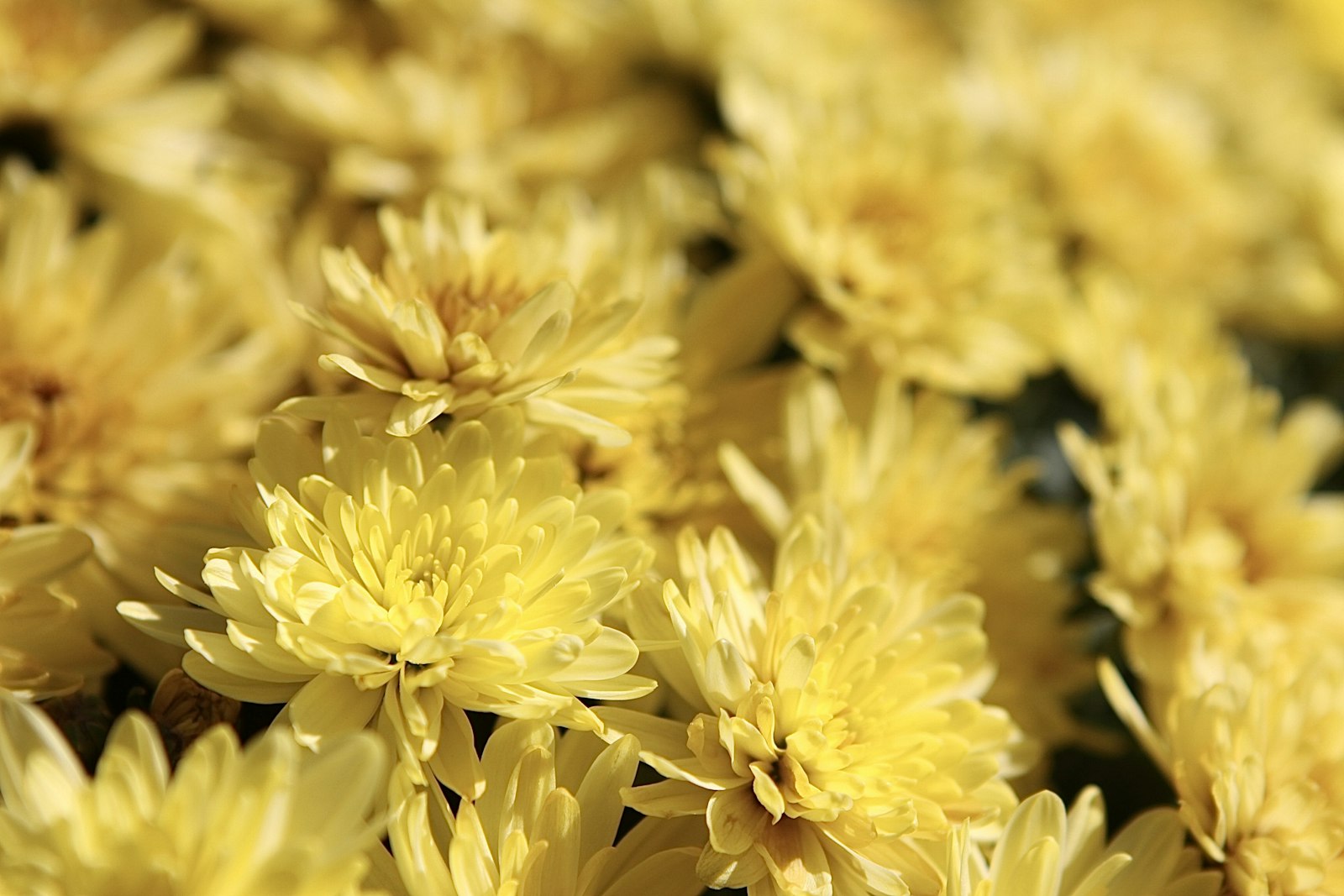 Canon EOS 50D + Canon EF 24-70mm F2.8L USM sample photo. Yellow flowers in tilt photography