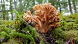 A close-up of a coral-shaped mushroom growing amidst lush, green moss in a forest setting. The mushroom has a branching structure with a pale beige color, and the surrounding environment is rich with greenery and small twigs.
