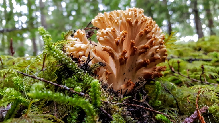 A close-up of a coral-shaped mushroom growing amidst lush, green moss in a forest setting. The mushroom has a branching structure with a pale beige color, and the surrounding environment is rich with greenery and small twigs.