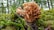 A close-up of a coral-shaped mushroom growing amidst lush, green moss in a forest setting. The mushroom has a branching structure with a pale beige color, and the surrounding environment is rich with greenery and small twigs.