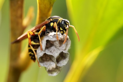 A wasp is perched on a small, textured nest, which is attached to a slender branch with a soft focus, green background.
