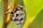 A wasp is perched on a small, textured nest, which is attached to a slender branch with a soft focus, green background.