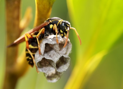 black and yellow bee on green leaf