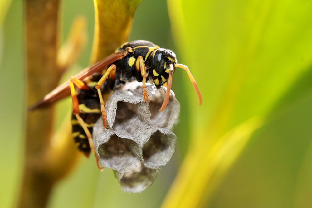 abeja negra y amarilla sobre hoja verde