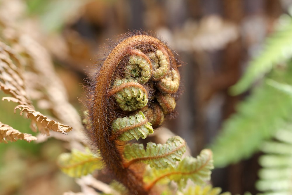 green and brown plant in close up photography