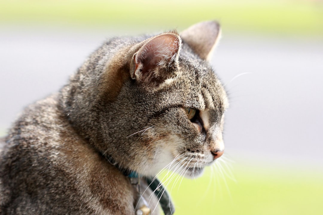 brown tabby cat with blue collar