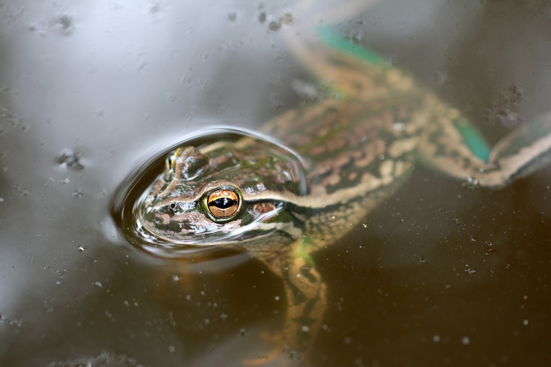 green and brown frog on water