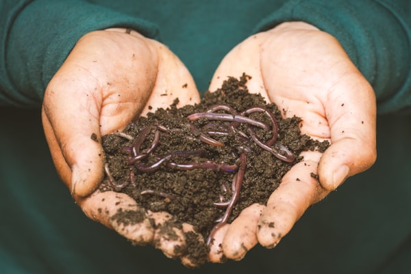Hands, outstretched, holding worms wriggling in dirt.
