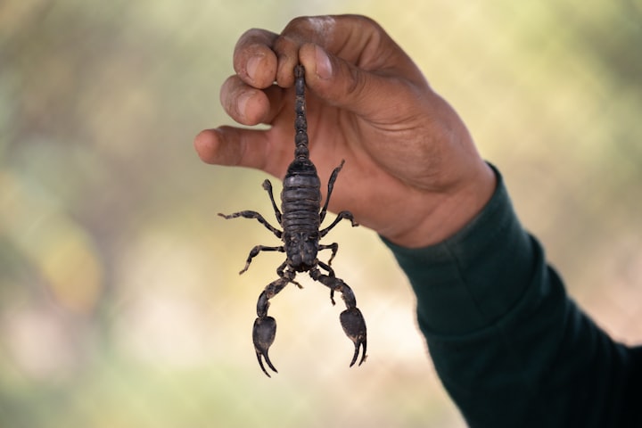 Venomous Vipers of the Arachnid World: Unveiling the 10 Deadliest Scorpions
