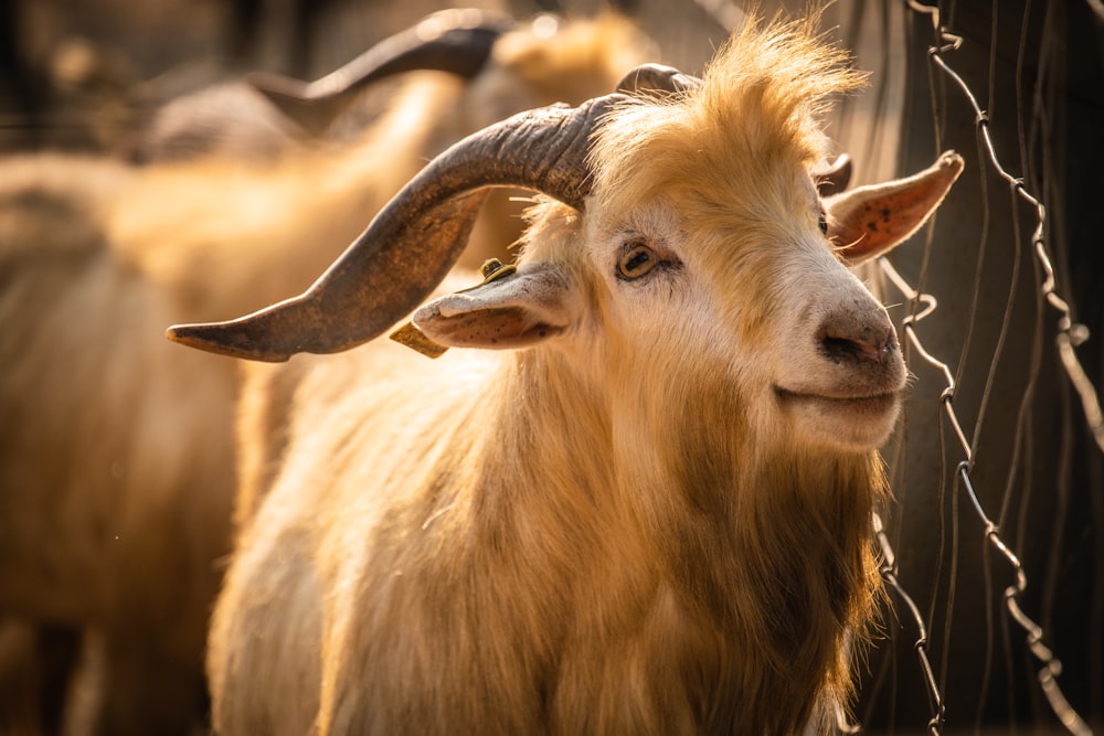 brown ram in tilt shift lens