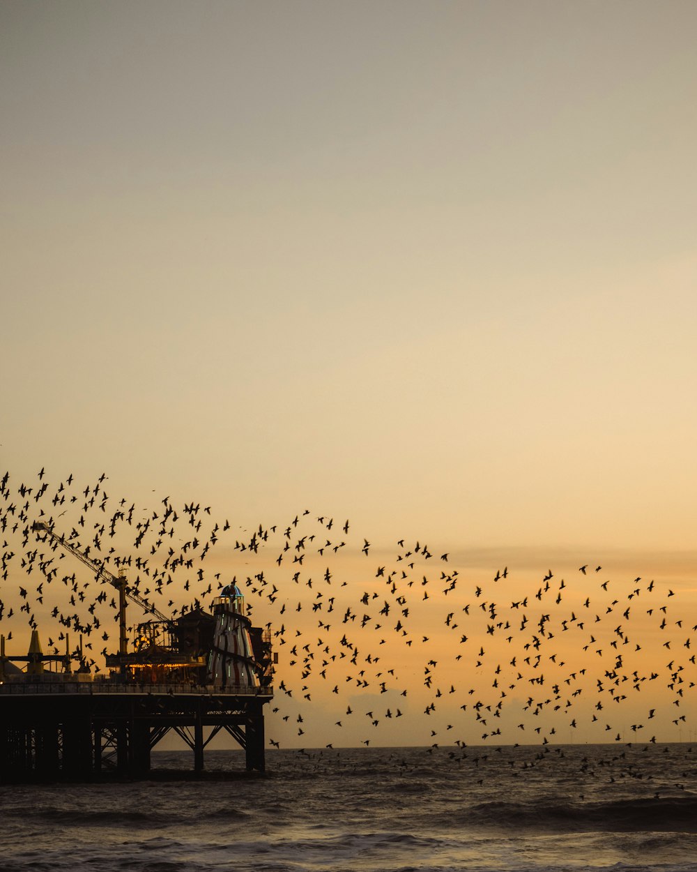 birds flying over the sea during sunset