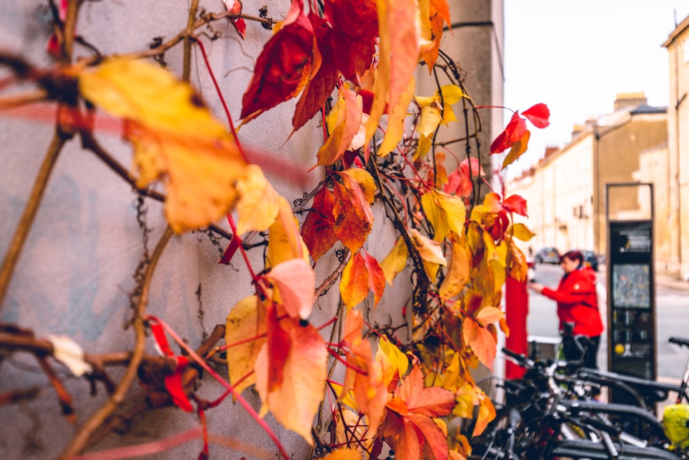 brown leaves on brown tree branch