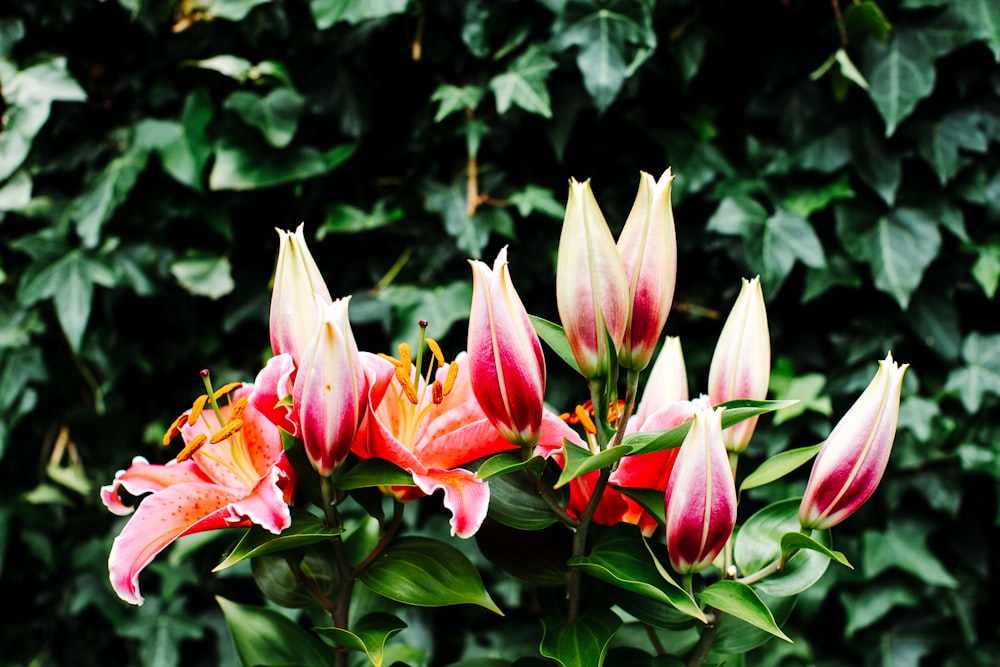 pink and white lotus flower in bloom during daytime