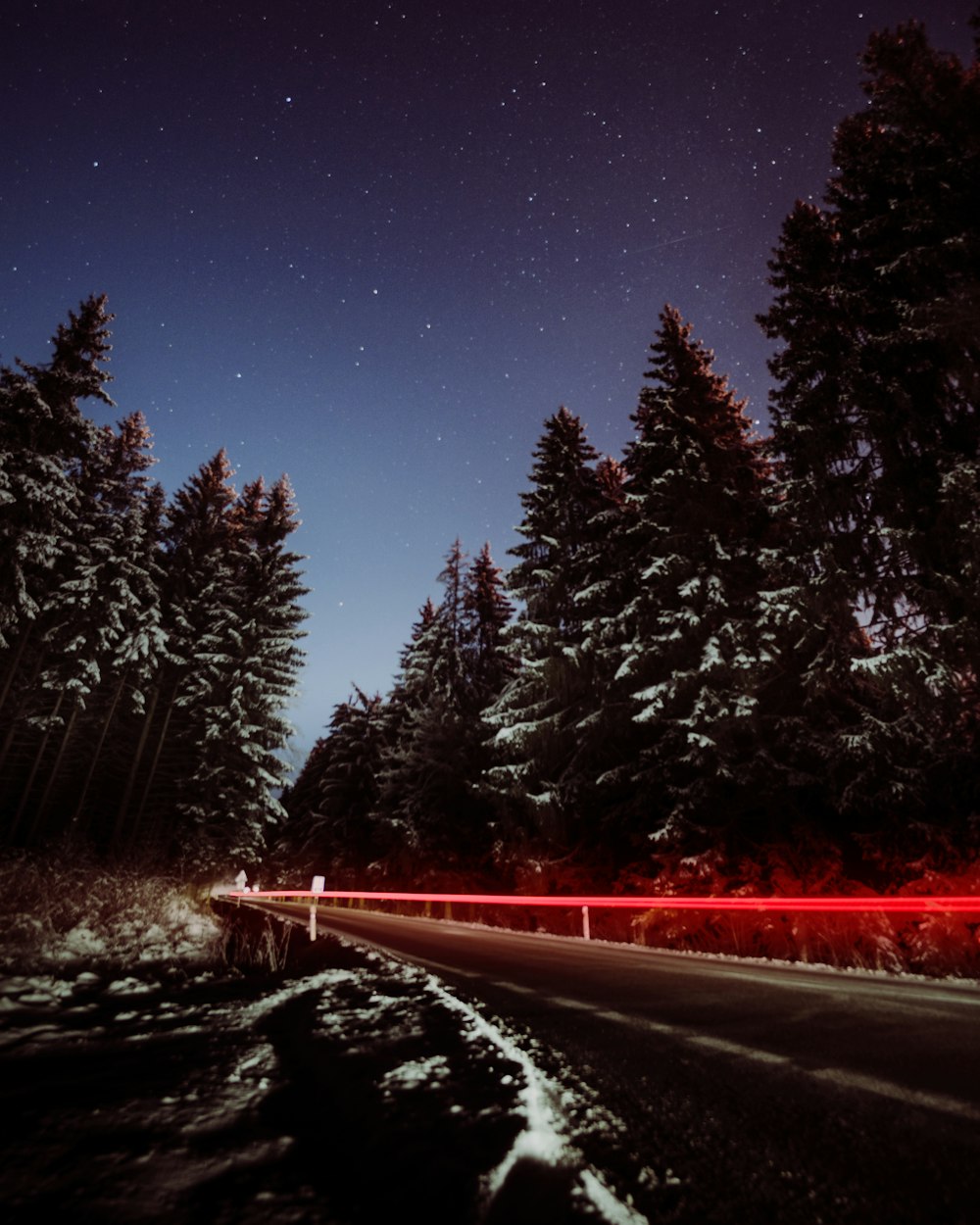 Fotografía de lapso de tiempo de la carretera entre los árboles durante la noche