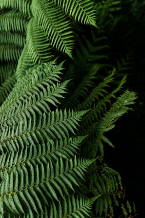 green fern plant in close up photography