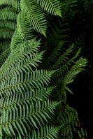green fern plant in close up photography
