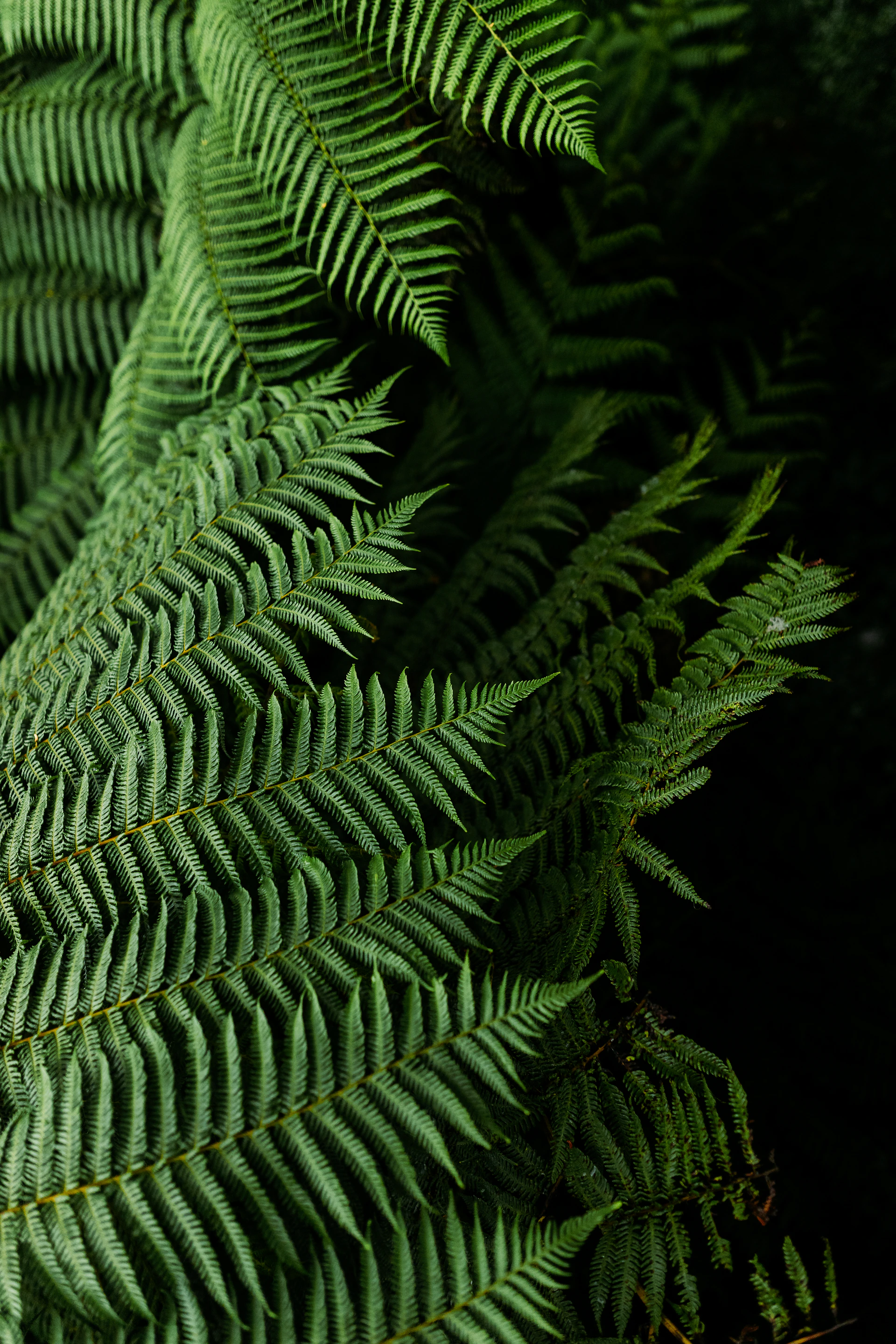green fern plant in close up photography