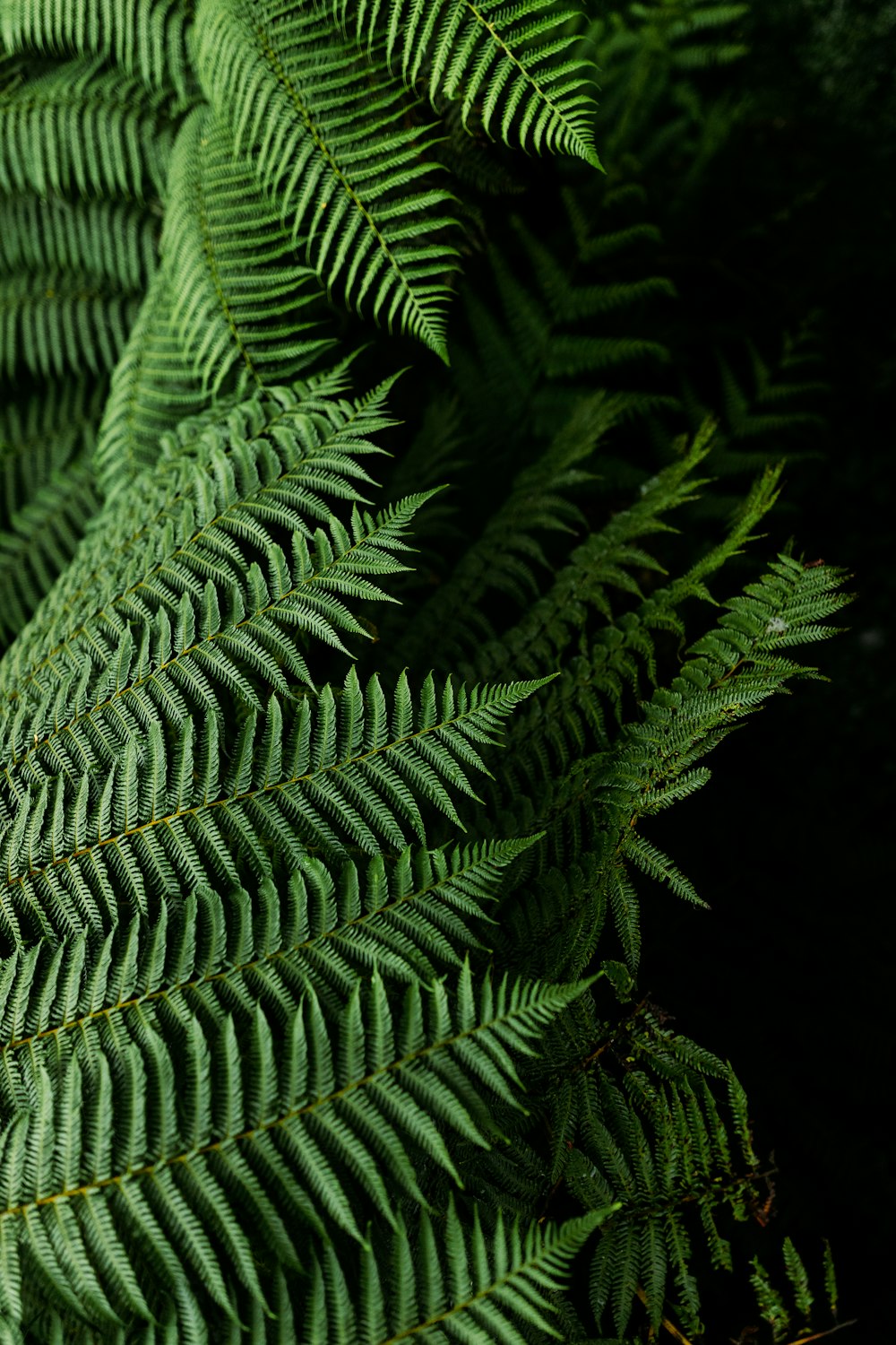 green fern plant in close up photography