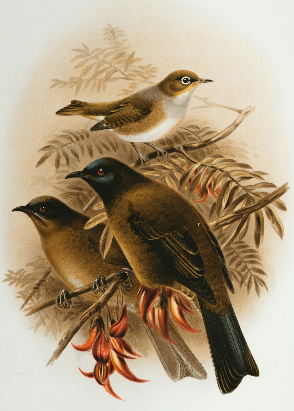 peinture d’oiseaux bruns et noirs
