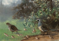 A serene landscape features a pair of adult quails and a group of chicks. They are surrounded by lush greenery, with a shrub in the background and a misty atmosphere adding depth to the scene. The vibrant feathers of the quails contrast with the soft earth tones of the ground.