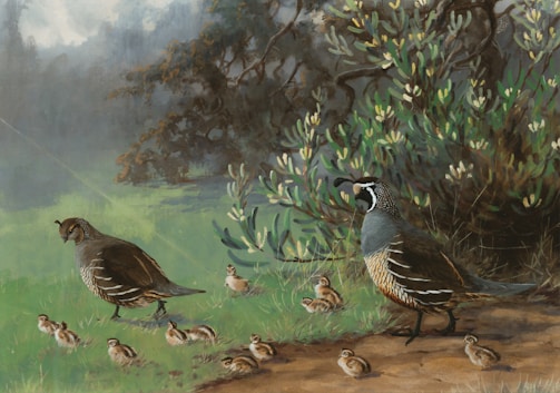 A serene landscape features a pair of adult quails and a group of chicks. They are surrounded by lush greenery, with a shrub in the background and a misty atmosphere adding depth to the scene. The vibrant feathers of the quails contrast with the soft earth tones of the ground.