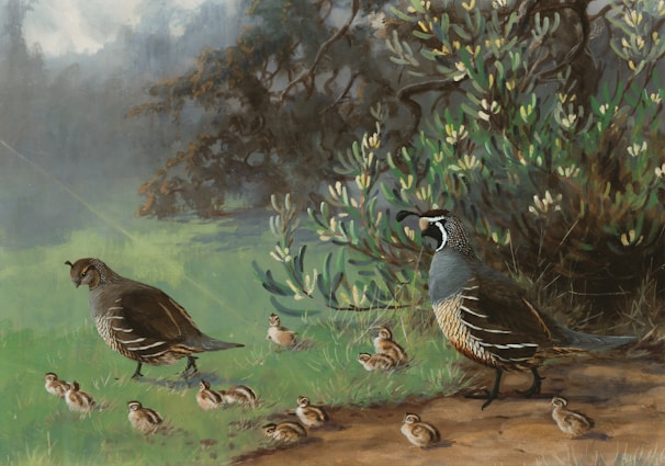 A rustic farm scene showing healthy quails roaming freely on green grass under a bright blue sky.